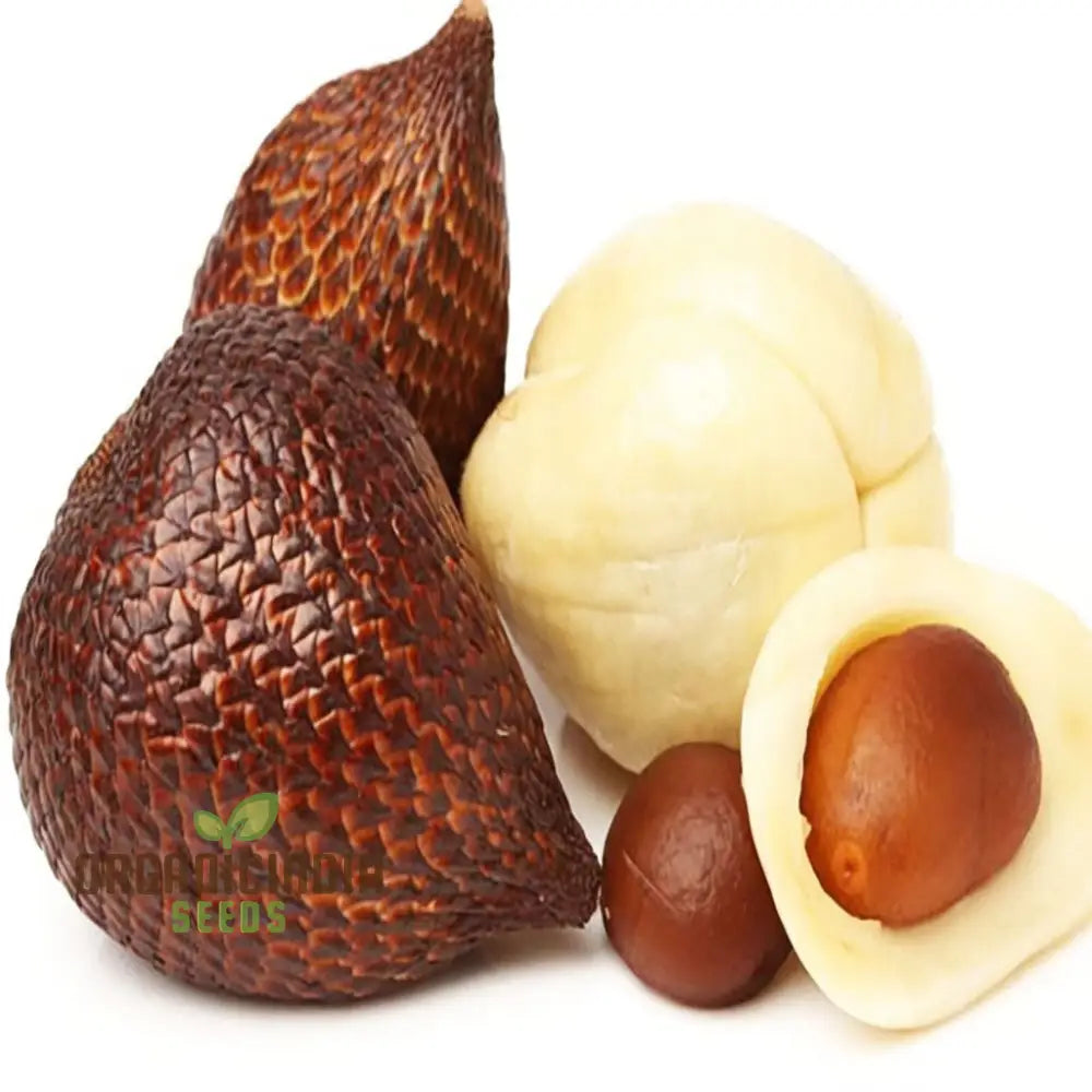 Salak Seed Snakeskin Fruit Seeds For Planting Grow Your Own Exotic Trees