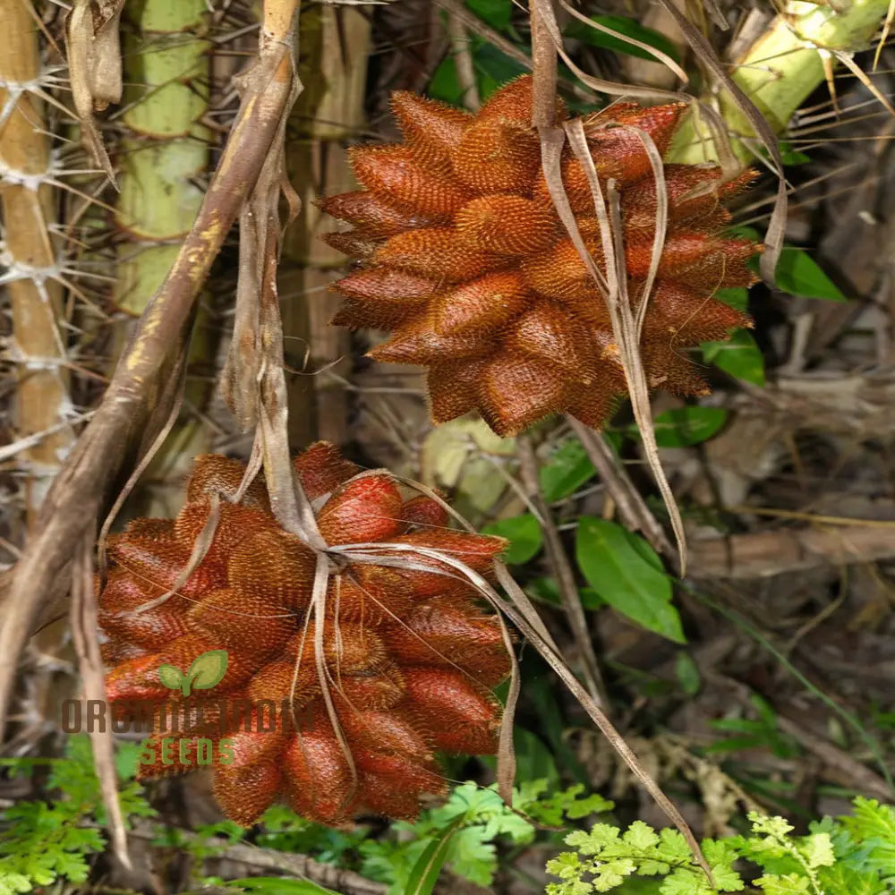 Salak Seed Snakeskin Fruit Seeds For Planting Grow Your Own Exotic Trees