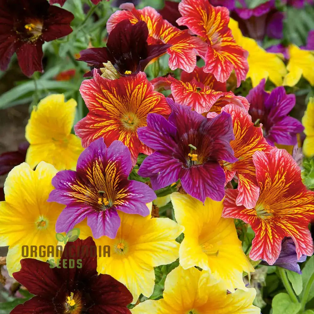 Salpiglossis Bolero F2 Seeds - Grow Exquisite And Colorful Flowers In Your Garden