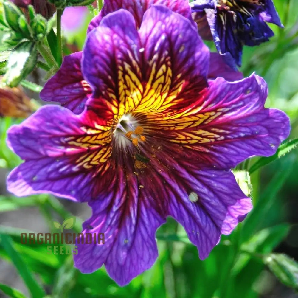 Salpiglossis Bolero F2 Seeds - Grow Exquisite And Colorful Flowers In Your Garden