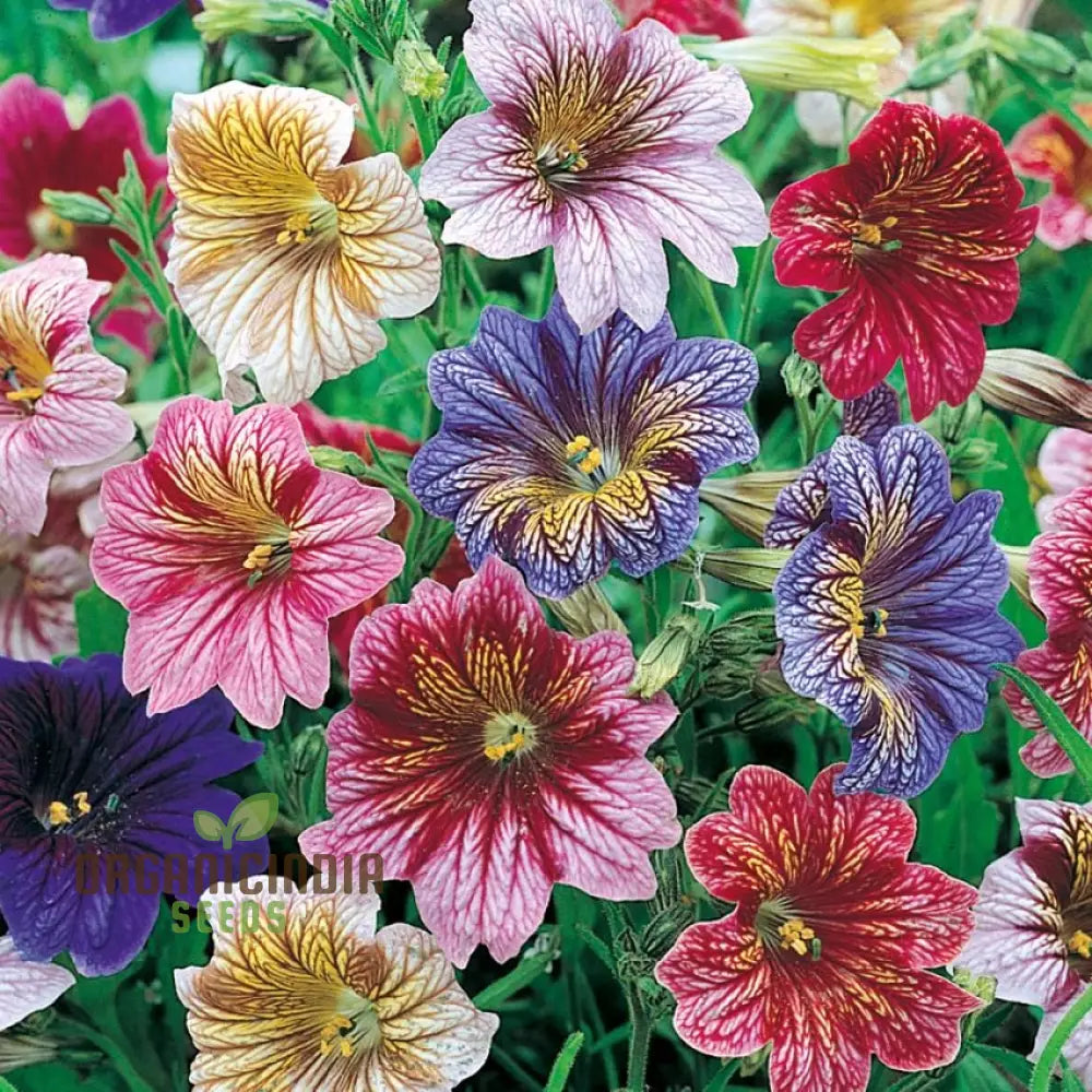 Salpiglossis Bolero F2 Seeds - Grow Exquisite And Colorful Flowers In Your Garden