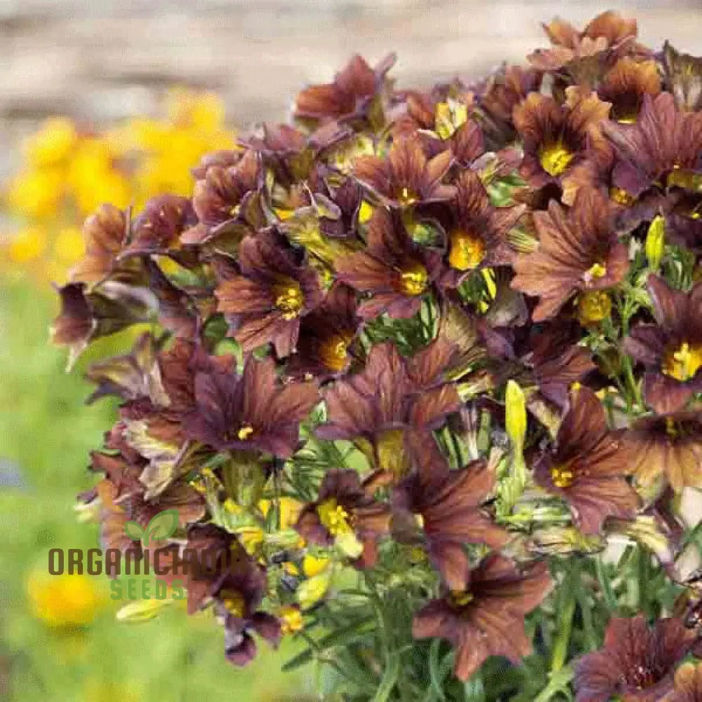 Salpiglossis CafÃ© Au Lait Seeds - Cultivate Elegant And Delicate Flowers In Your Garden