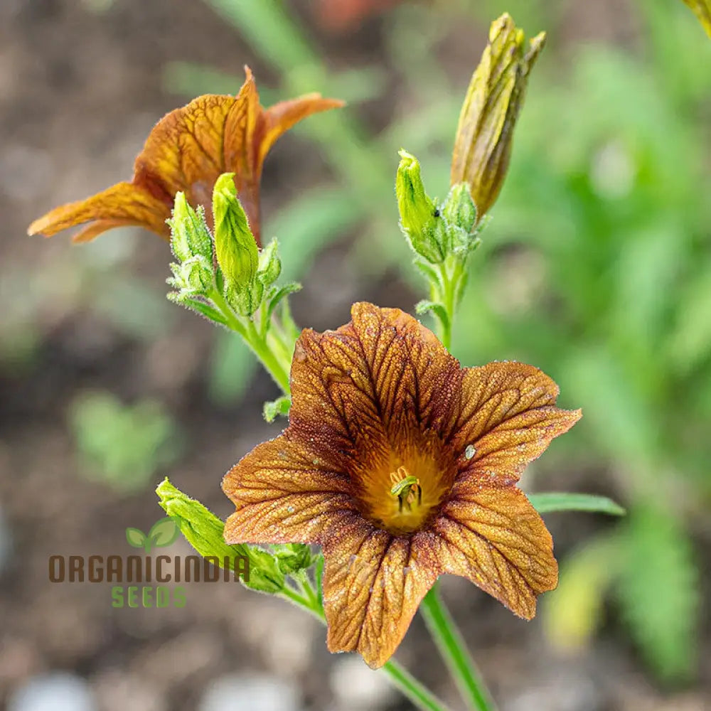 Salpiglossis CafÃ© Au Lait Seeds - Cultivate Elegant And Delicate Flowers In Your Garden