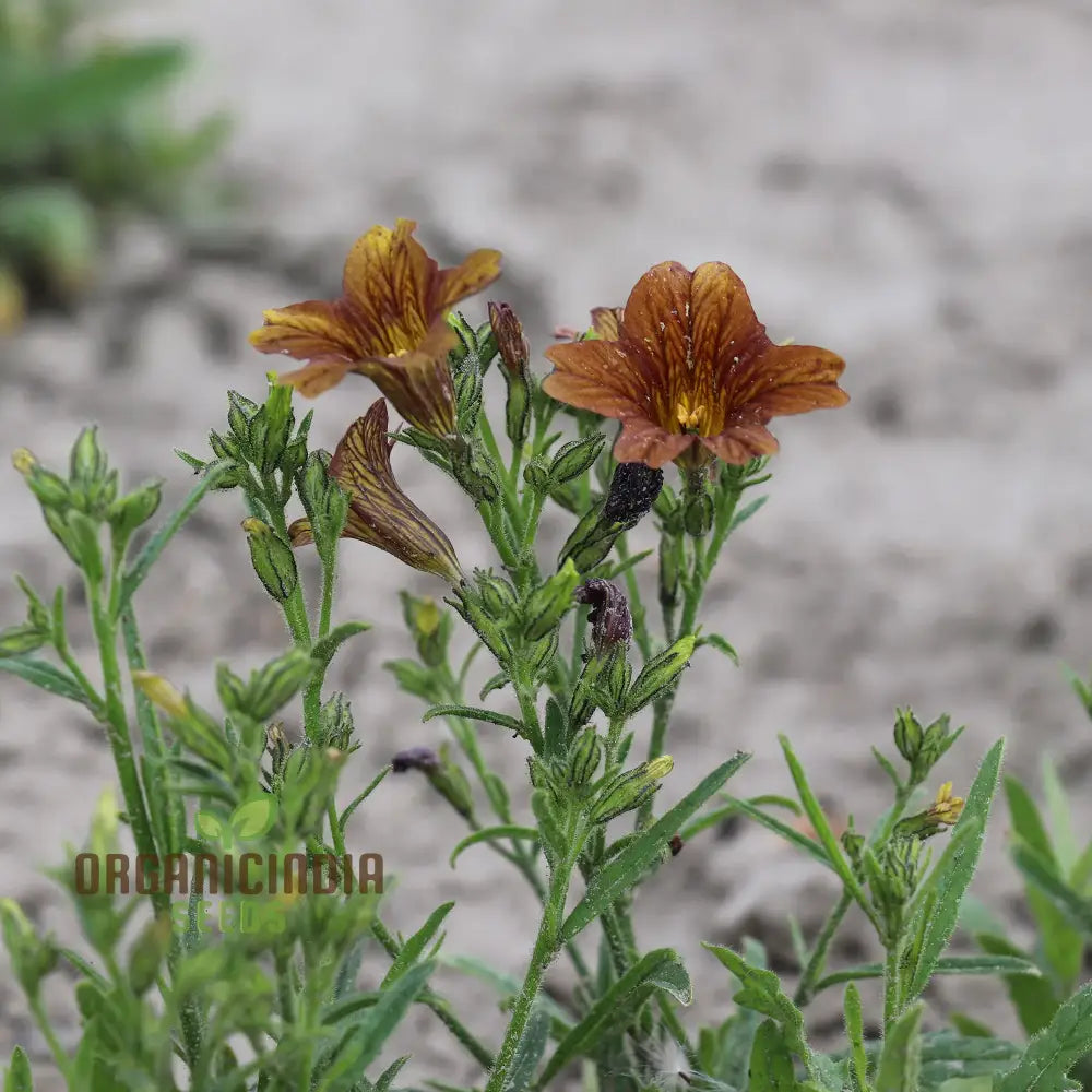 Salpiglossis CafÃ© Au Lait Seeds - Cultivate Elegant And Delicate Flowers In Your Garden