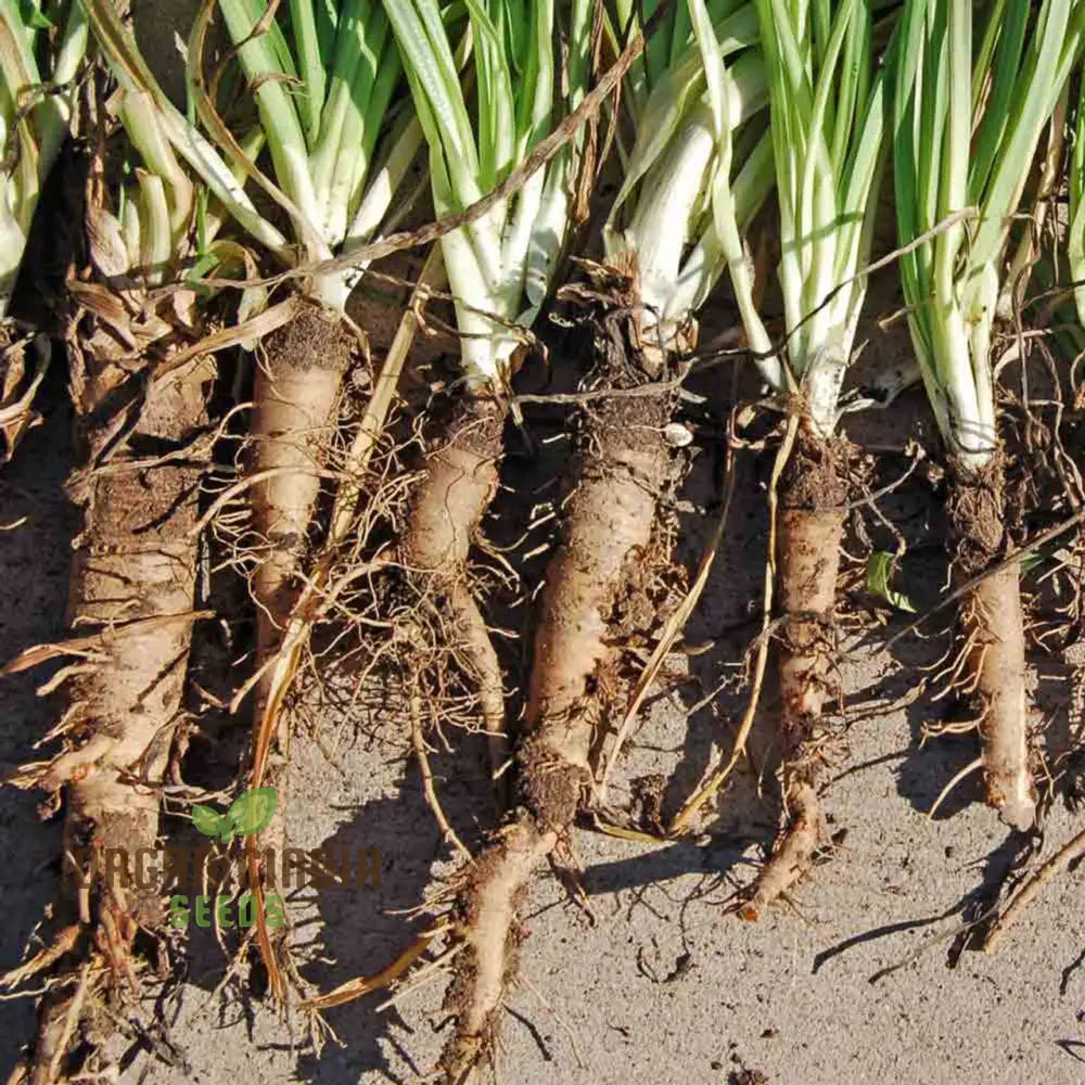 Salsify Sandwich Island Vegetable Seeds For Planting: The Ultimate Gardener’s Delight For Exotic