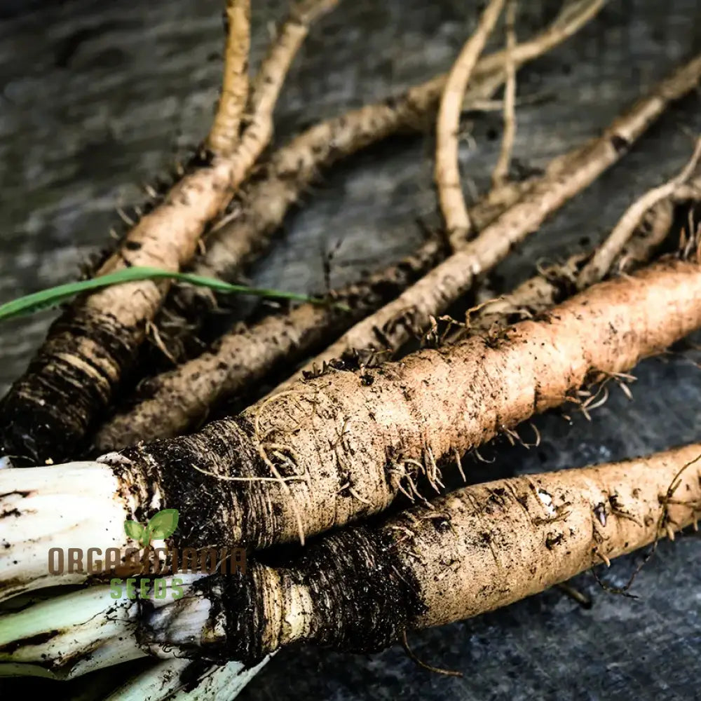 Salsify Sandwich Island Vegetable Seeds For Planting: The Ultimate Gardener’s Delight For Exotic