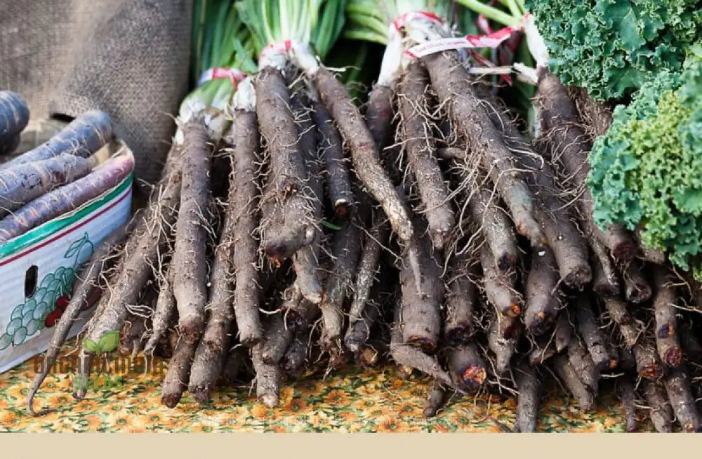 Salsify Sandwich Island Vegetable Seeds For Planting: The Ultimate Gardener’s Delight For Exotic