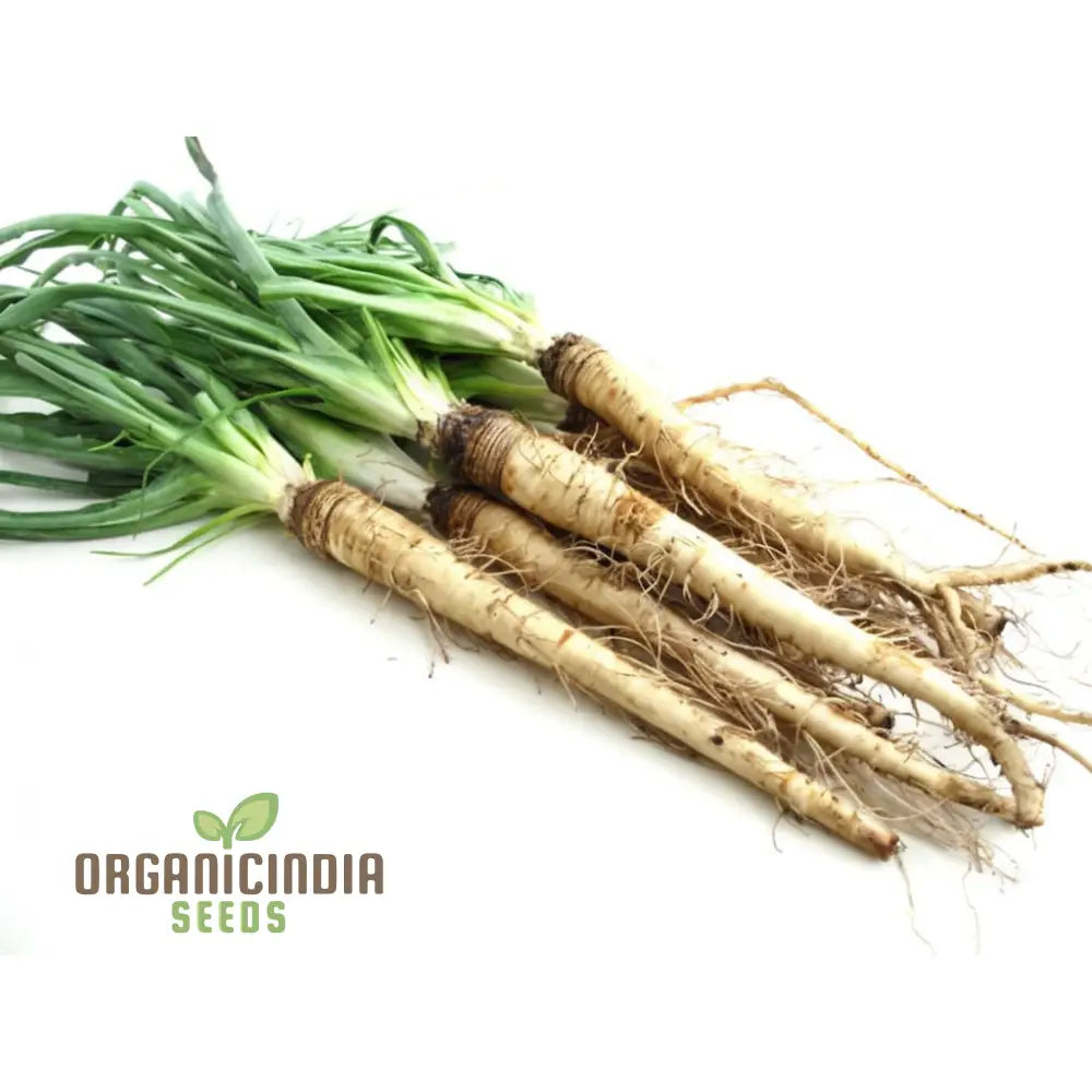 Salsify Seeds – Elevate Your Gardening Experience With Nutritious And Versatile Root Vegetables