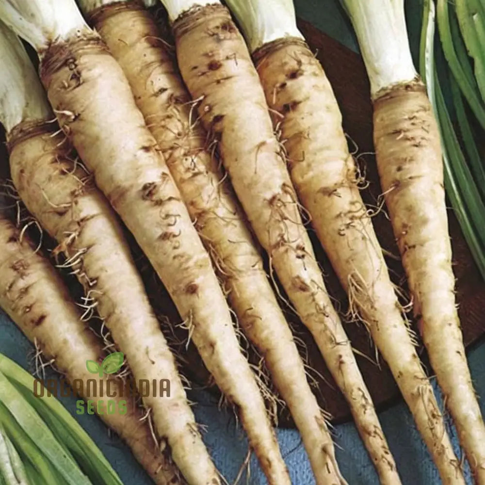 Salsify Seeds – Elevate Your Gardening Experience With Nutritious And Versatile Root Vegetables