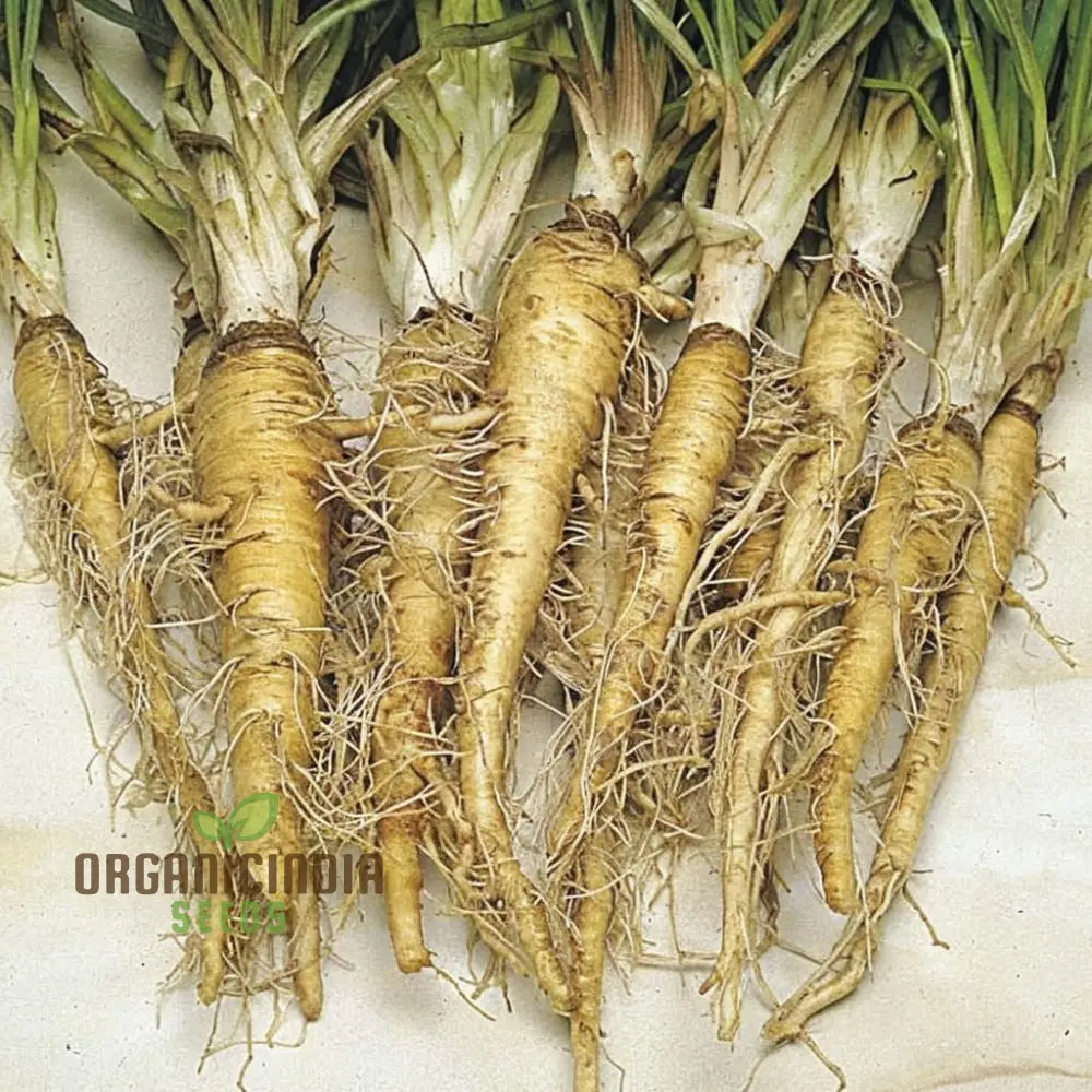 Salsify Seeds – Elevate Your Gardening Experience With Nutritious And Versatile Root Vegetables