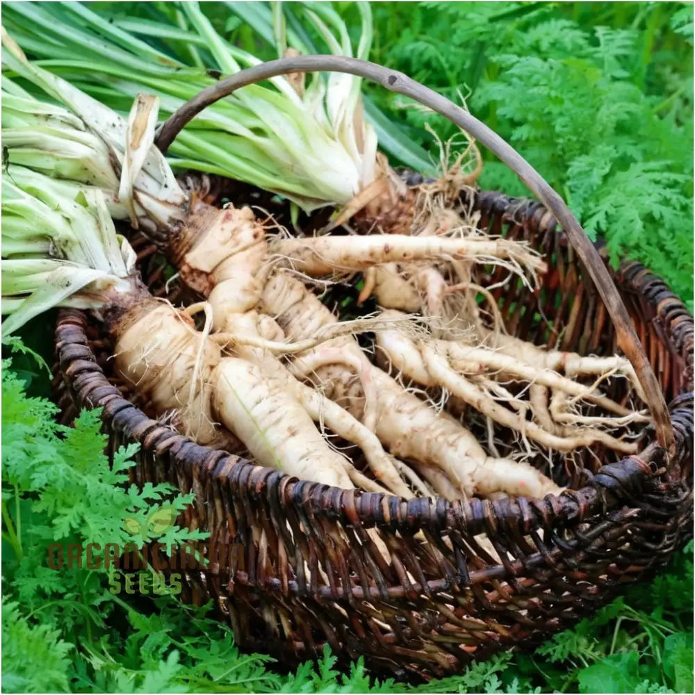 Salsify Seeds – Elevate Your Gardening Experience With Nutritious And Versatile Root Vegetables