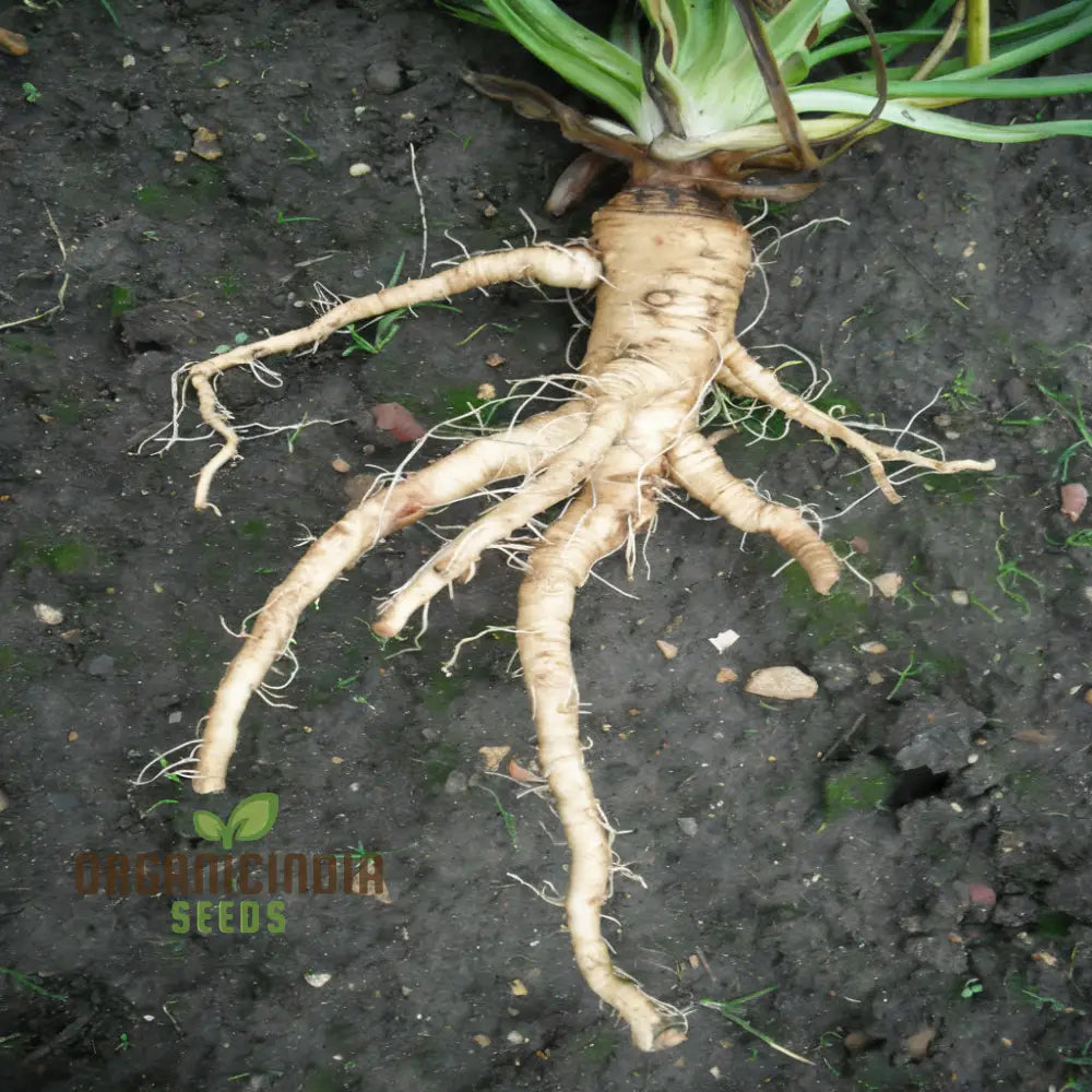 Salsify Seeds – Elevate Your Gardening Experience With Nutritious And Versatile Root Vegetables