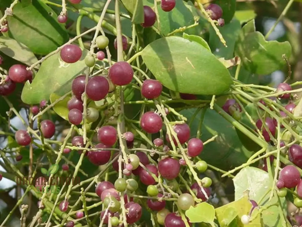 Salvadora Persica Toothbrush Tree Mustard Or Salt Brush Seeds For Planting