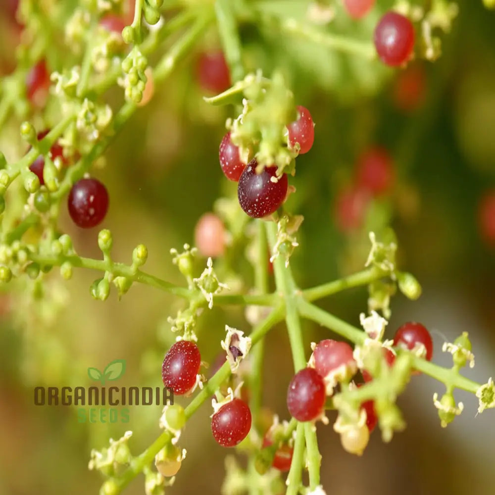 Salvadora Persica Toothbrush Tree Mustard Or Salt Brush Seeds For Planting