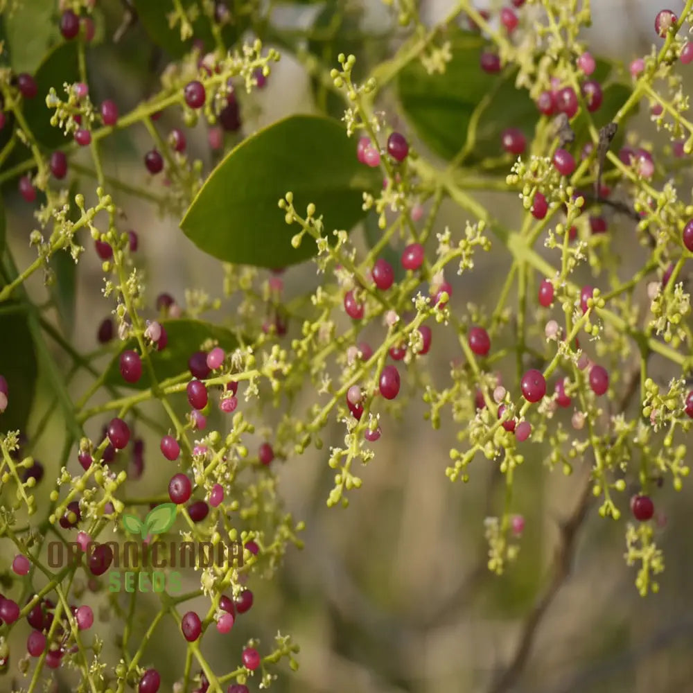 Salvadora Persica Toothbrush Tree Mustard Or Salt Brush Seeds For Planting