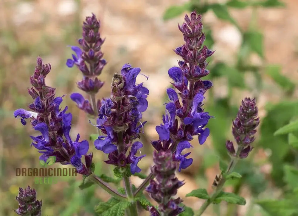 Salvia Amplexicaulis Seeds For Gardening Enthusiasts | Organic Buy Online