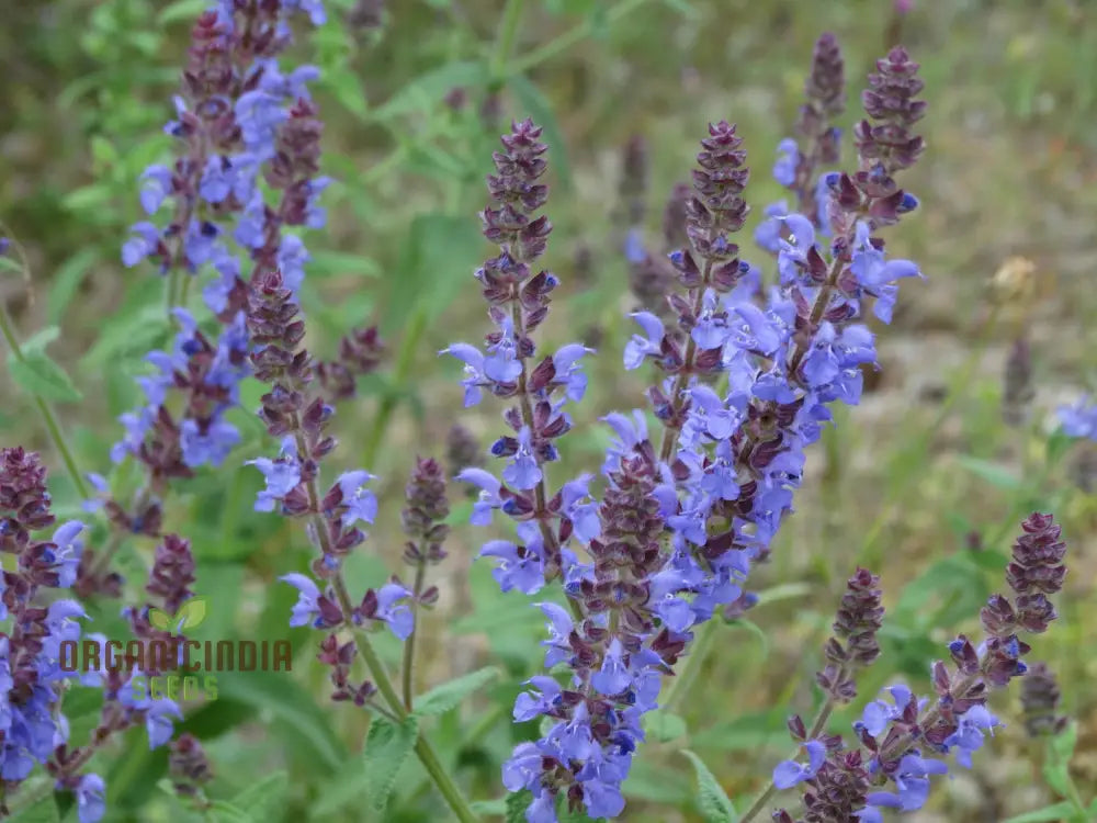 Salvia Amplexicaulis Seeds For Gardening Enthusiasts | Organic Buy Online