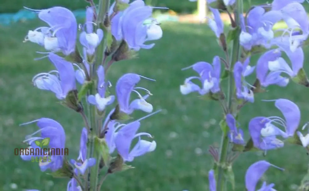 Salvia Barrelieri Seeds For Gardening - Premium Quality Beautiful And Vibrant Garden Blooms Perfect