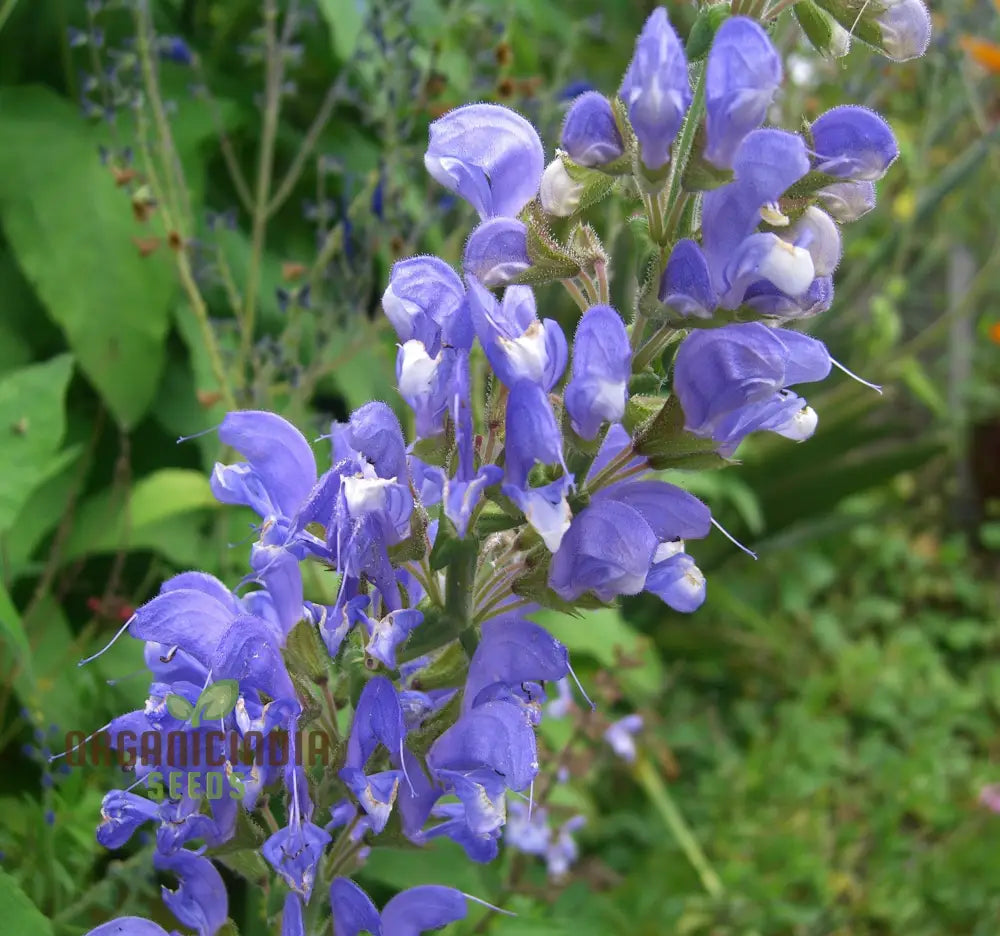 Salvia Barrelieri Seeds For Gardening - Premium Quality Beautiful And Vibrant Garden Blooms Perfect