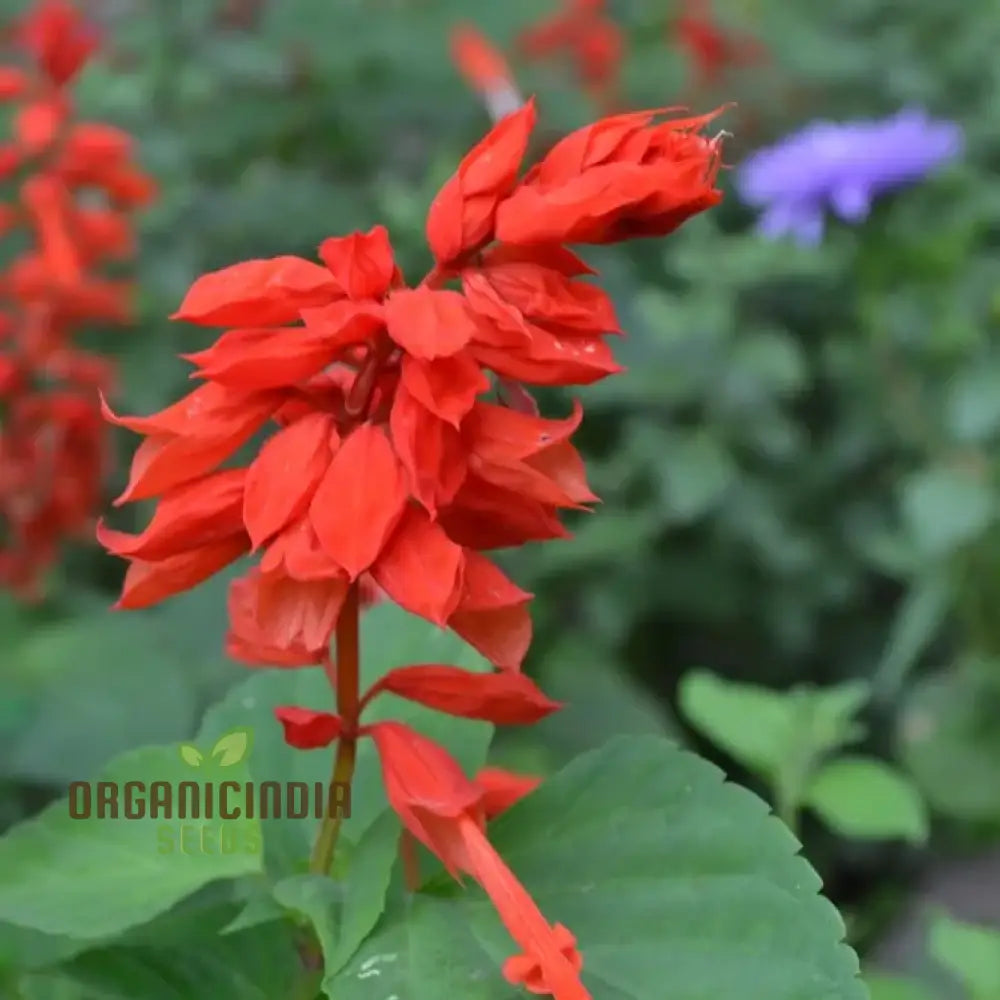 Salvia - Blood Sage Seeds For Gardening Enthusiasts | Premium Quality Planting