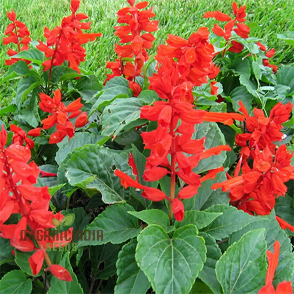 Salvia - Blood Sage Seeds For Gardening Enthusiasts | Premium Quality Planting