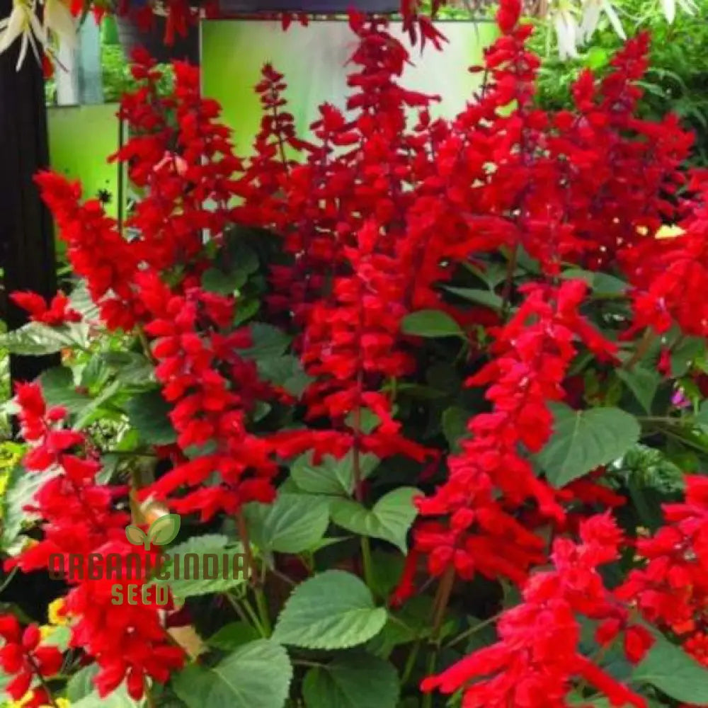 Salvia - Blood Sage Seeds For Gardening Enthusiasts | Premium Quality Planting