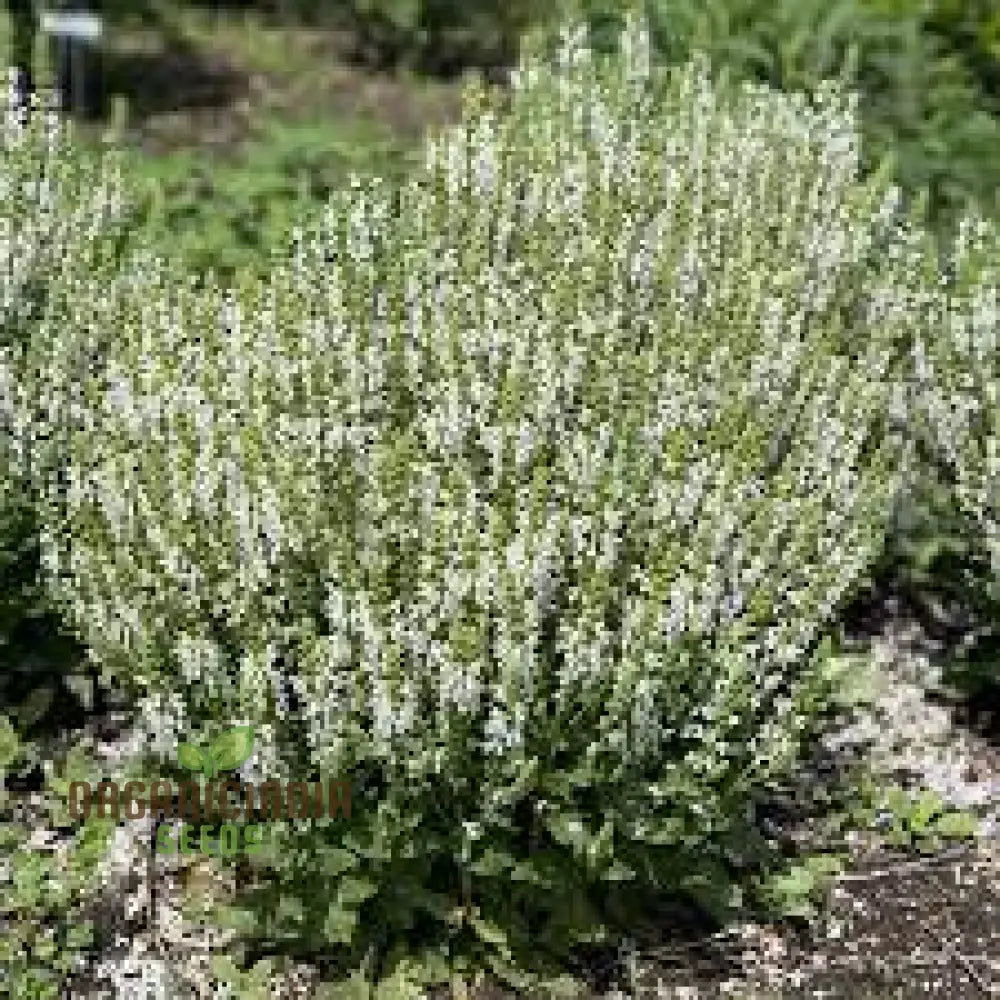 Salvia Candidissima Seeds - Premium Quality For Gardening Enthusiasts | Lengthy Blooming Season