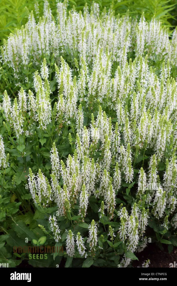 Salvia Candidissima Seeds - Premium Quality For Gardening Enthusiasts | Lengthy Blooming Season