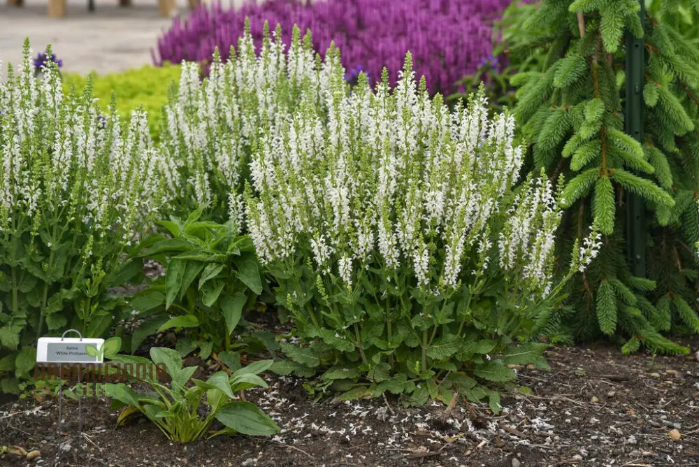 Salvia Candidissima Seeds - Premium Quality For Gardening Enthusiasts | Lengthy Blooming Season