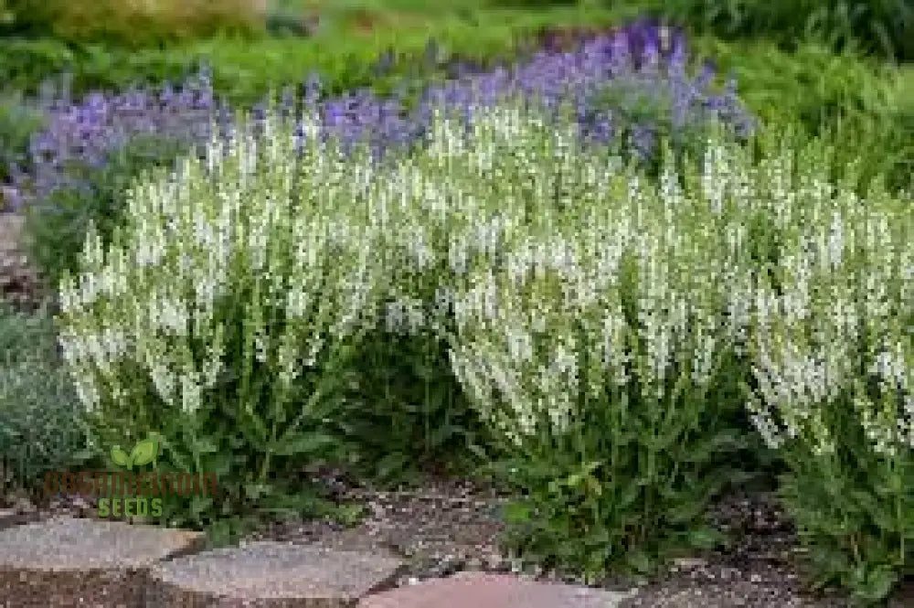 Salvia Candidissima Seeds - Premium Quality For Gardening Enthusiasts | Lengthy Blooming Season