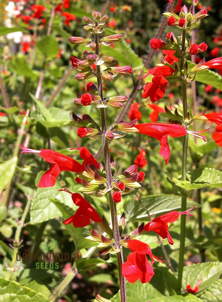 Salvia Coccinea Seeds - Premium Gardening Delights For Vibrant Blooms | Buy Organic Online