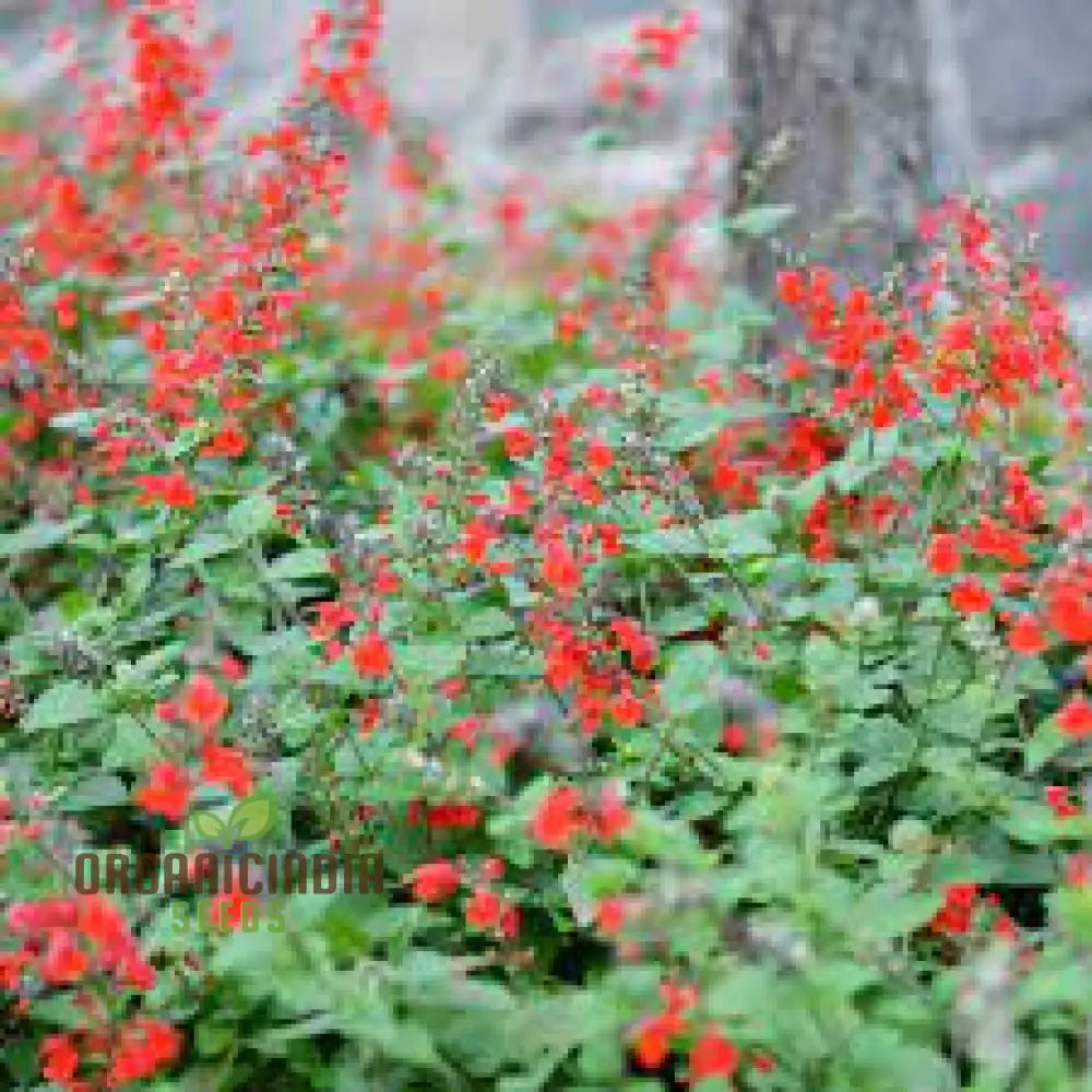 Salvia Coccinea Seeds - Premium Gardening Delights For Vibrant Blooms | Buy Organic Online