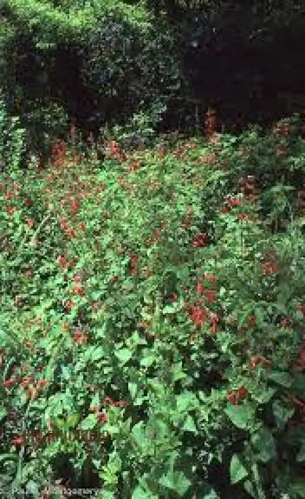 Salvia Coccinea Seeds - Premium Gardening Delights For Vibrant Blooms | Buy Organic Online