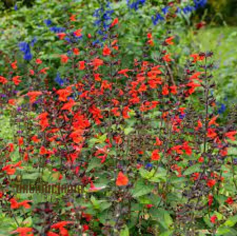 Salvia Coccinea Seeds - Premium Gardening Delights For Vibrant Blooms | Buy Organic Online