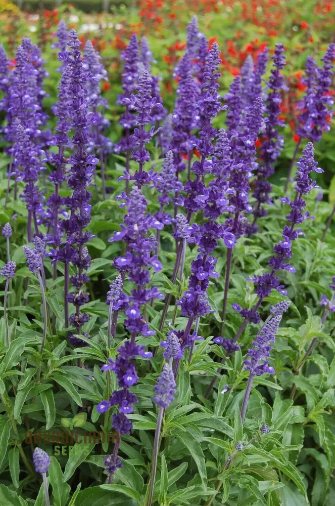 Salvia Farinacea Deep Blue Seeds - Premium Gardening For Stunning Flowers Organic Seed Variety