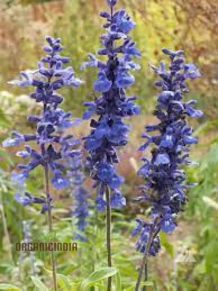 Salvia Farinacea Deep Blue Seeds - Premium Gardening For Stunning Flowers Organic Seed Variety