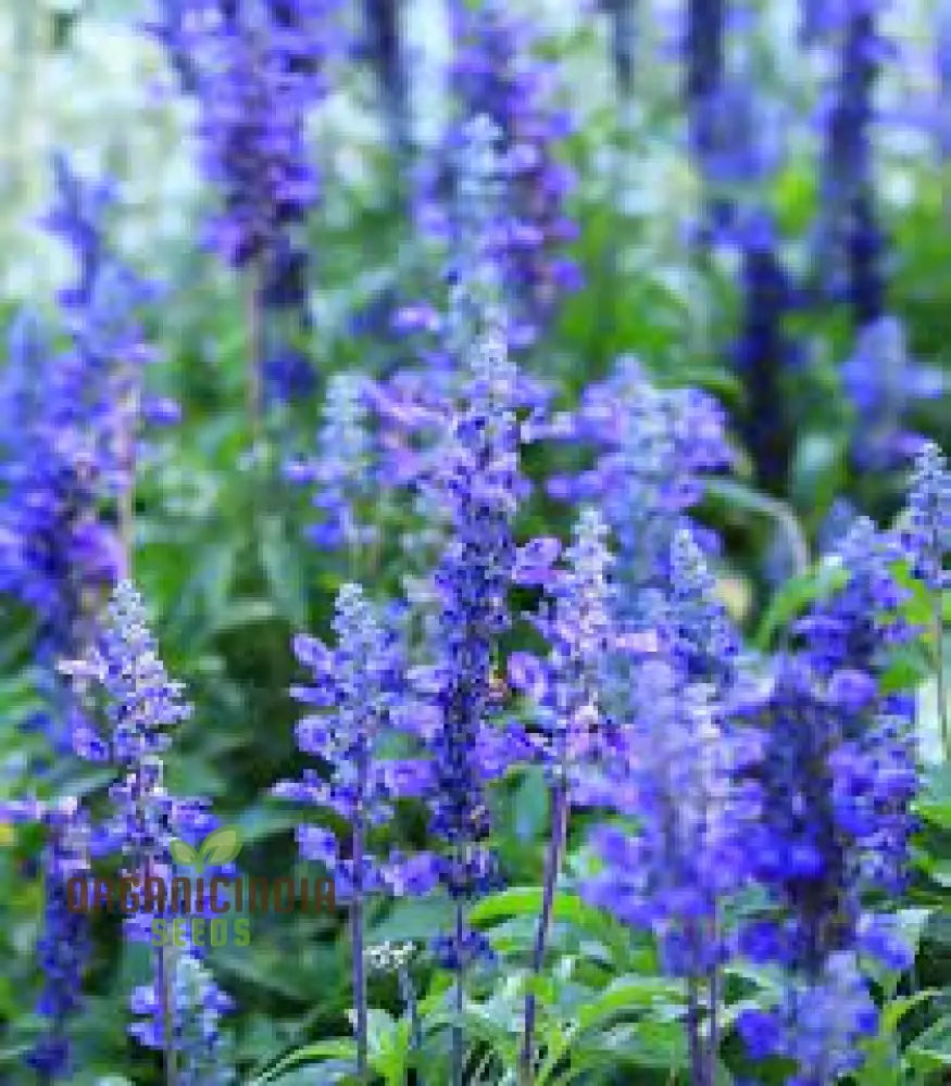 Salvia Farinacea Deep Blue Seeds - Premium Gardening For Stunning Flowers Organic Seed Variety