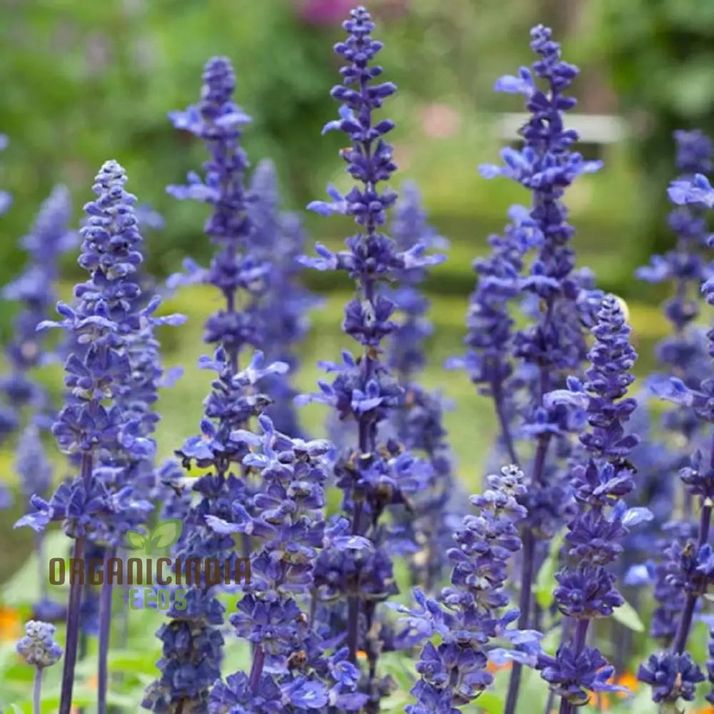 Salvia Farinacea Deep Blue Seeds - Premium Gardening For Stunning Flowers Organic Seed Variety