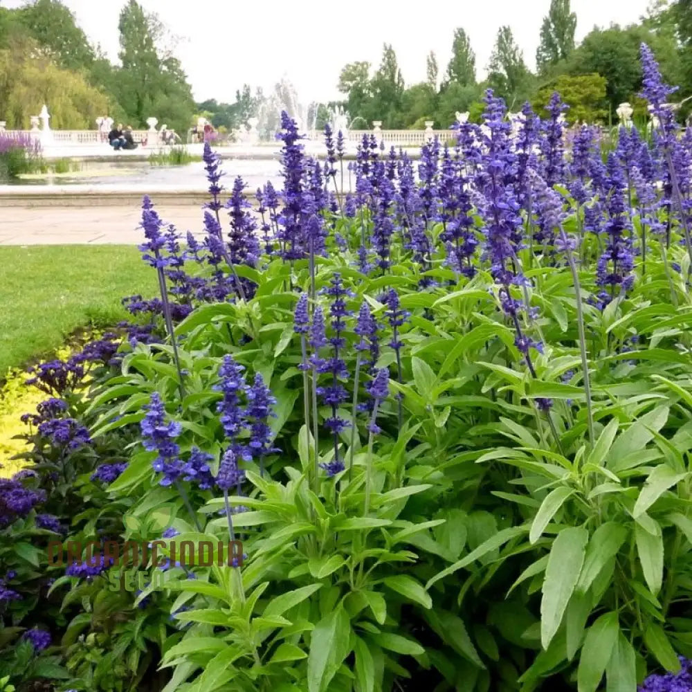 Salvia Farinacea Victoria Seeds - Grow Stunning And Regal In Your Garden