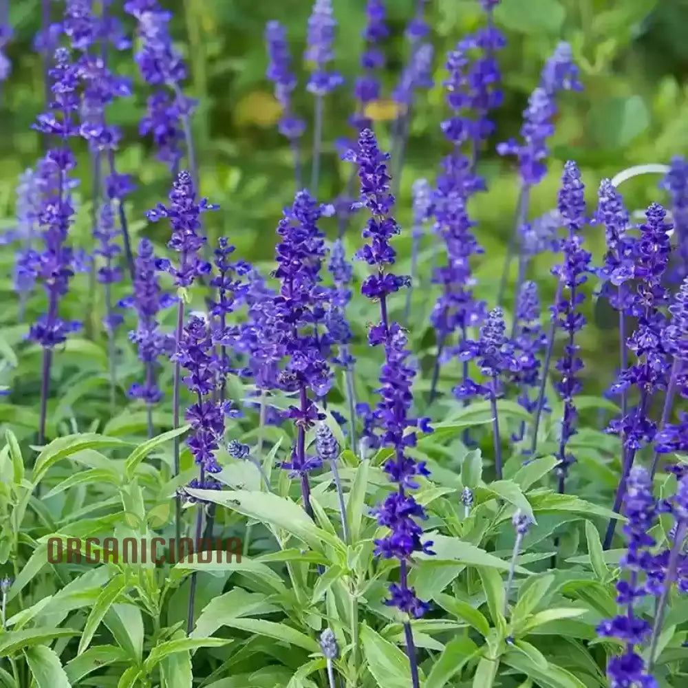 Salvia Farinacea Victoria Seeds - Grow Stunning And Regal In Your Garden