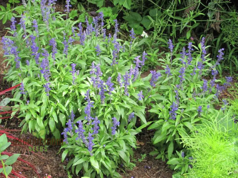 Salvia Farinacea Victoria Seeds - Grow Stunning And Regal In Your Garden