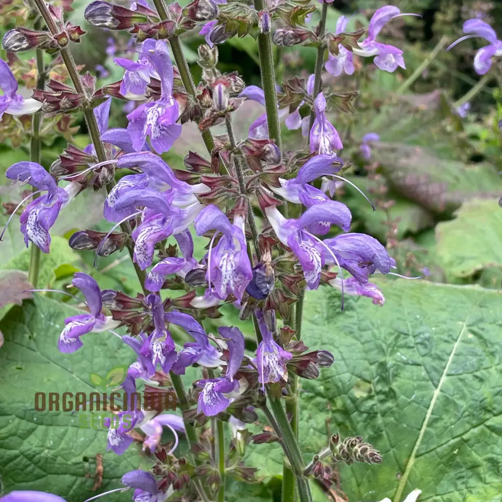 Salvia Forskaohlei Seeds - Premium Gardening Perennials For Vibrant Blooms And Easy Care