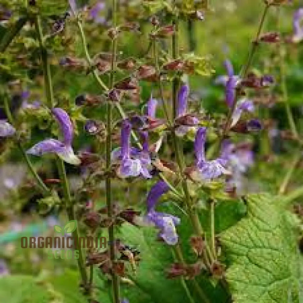 Salvia Forskaohlei Seeds - Premium Gardening Perennials For Vibrant Blooms And Easy Care