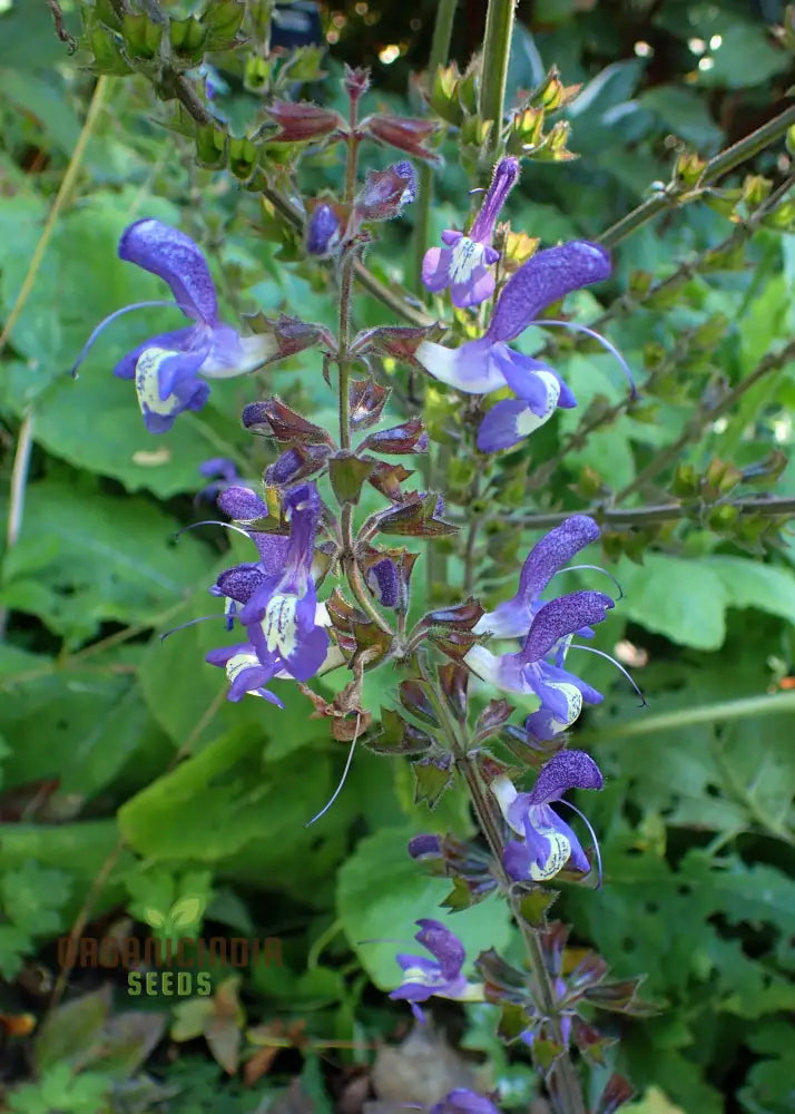 Salvia Forskaohlei Seeds - Premium Gardening Perennials For Vibrant Blooms And Easy Care