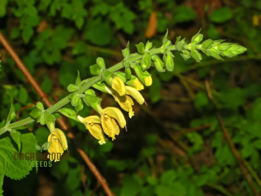 Salvia Glutinosa Seeds - Premium Gardening For Vibrant Blooms And Pollinator Attraction