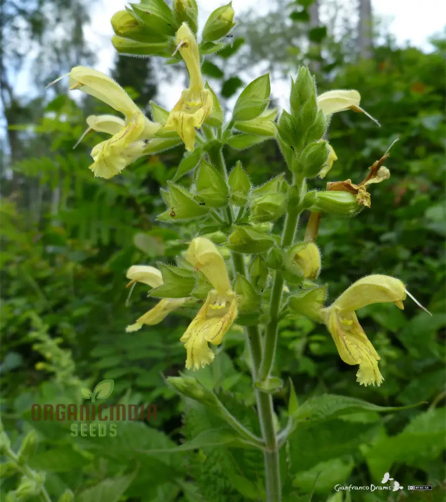 Salvia Glutinosa Seeds - Premium Gardening For Vibrant Blooms And Pollinator Attraction