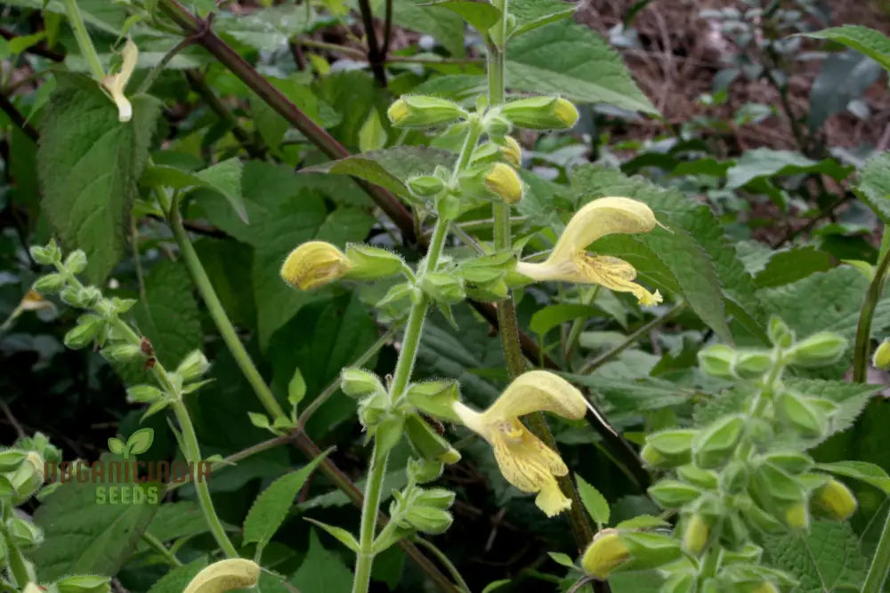 Salvia Glutinosa Seeds - Premium Gardening For Vibrant Blooms And Pollinator Attraction