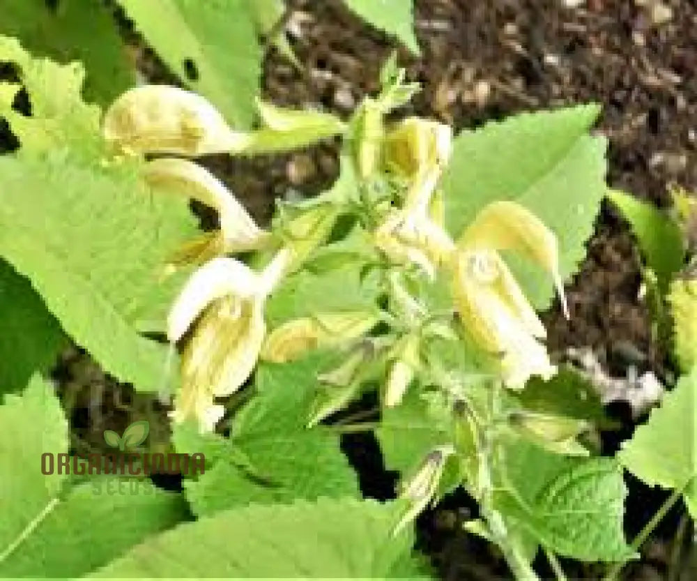 Salvia Glutinosa Seeds - Premium Gardening For Vibrant Blooms And Pollinator Attraction