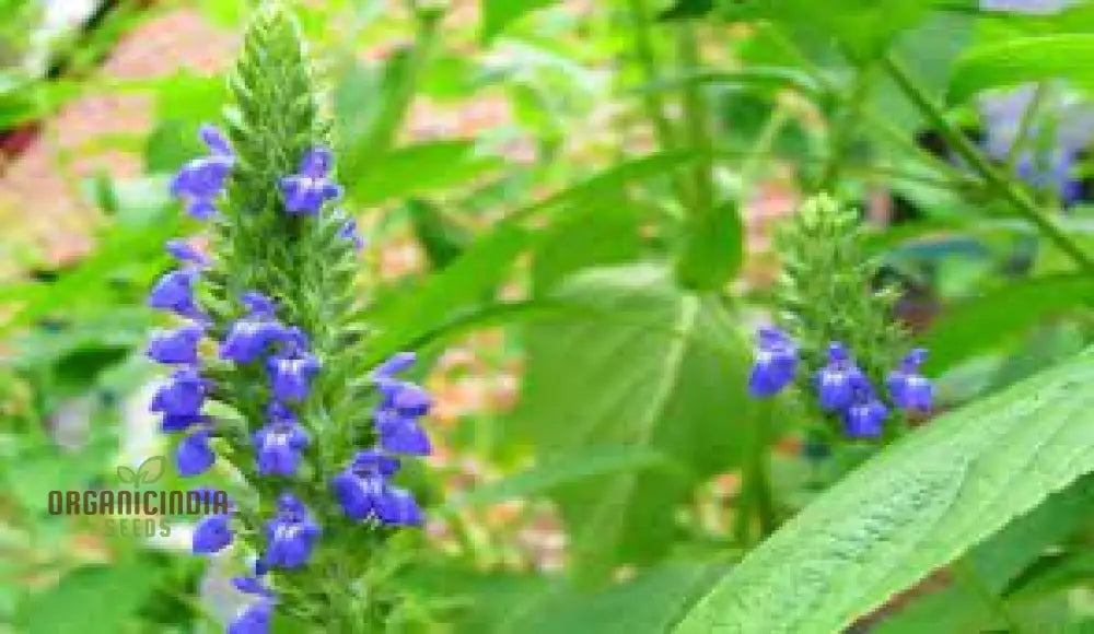 Salvia Hispanica Seeds For Gardening Enthusiasts - High Yield Nutrient-Rich Vibrant Gardens