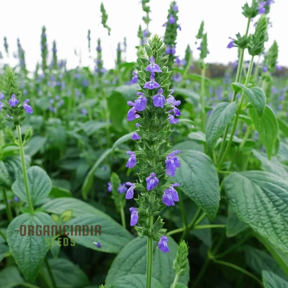 Salvia Hispanica Seeds For Gardening Enthusiasts - High Yield Nutrient-Rich Vibrant Gardens